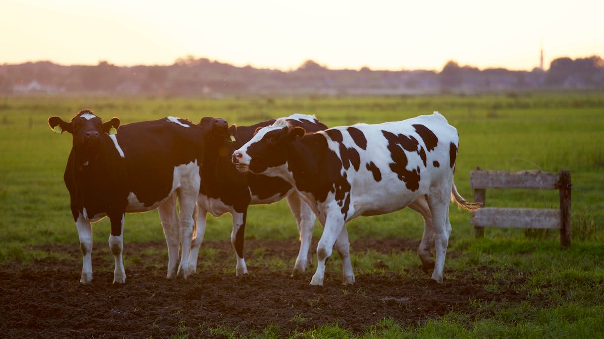 Dairy cows in the field